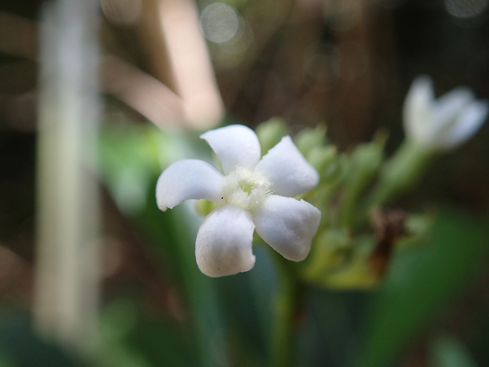 Rauvolfia balansae flower