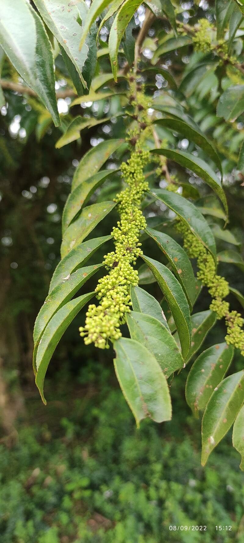 Casearia sylvestris flower