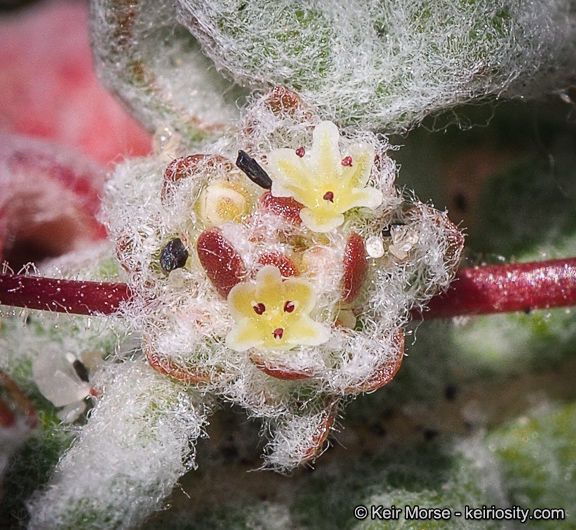 Nemacaulis denudata flower