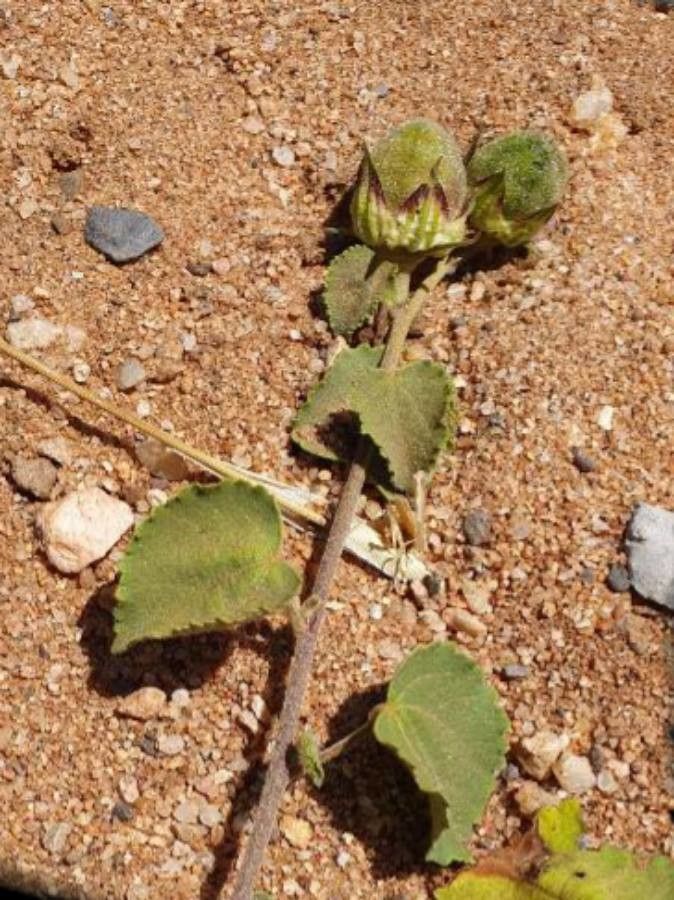 Pavonia gallaensis fruit