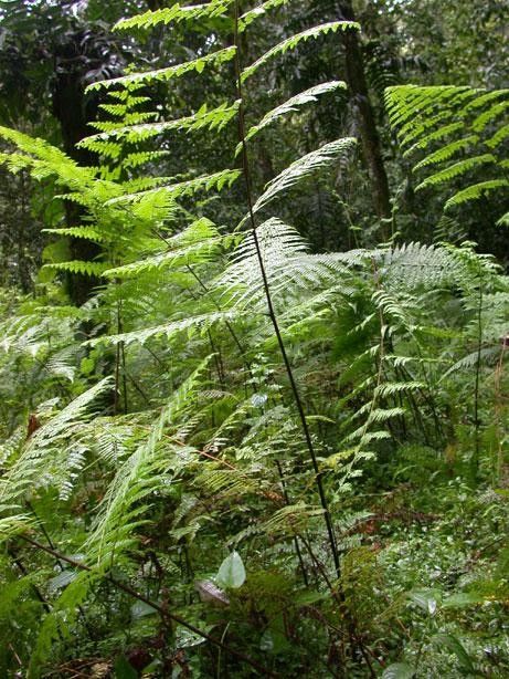 Hypolepis hostilis habit