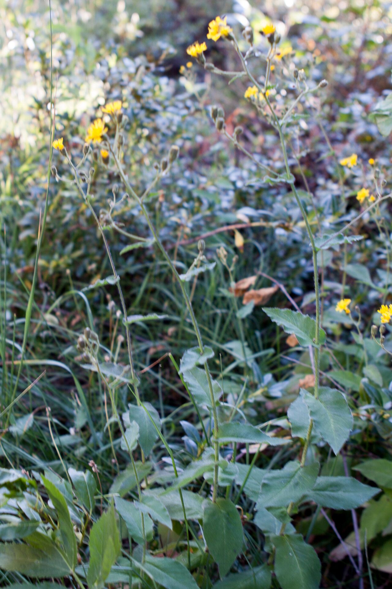 Hieracium picroides flower