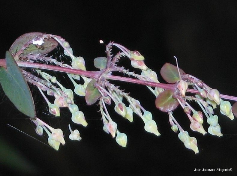 Phyllanthus paucitepalus fruit