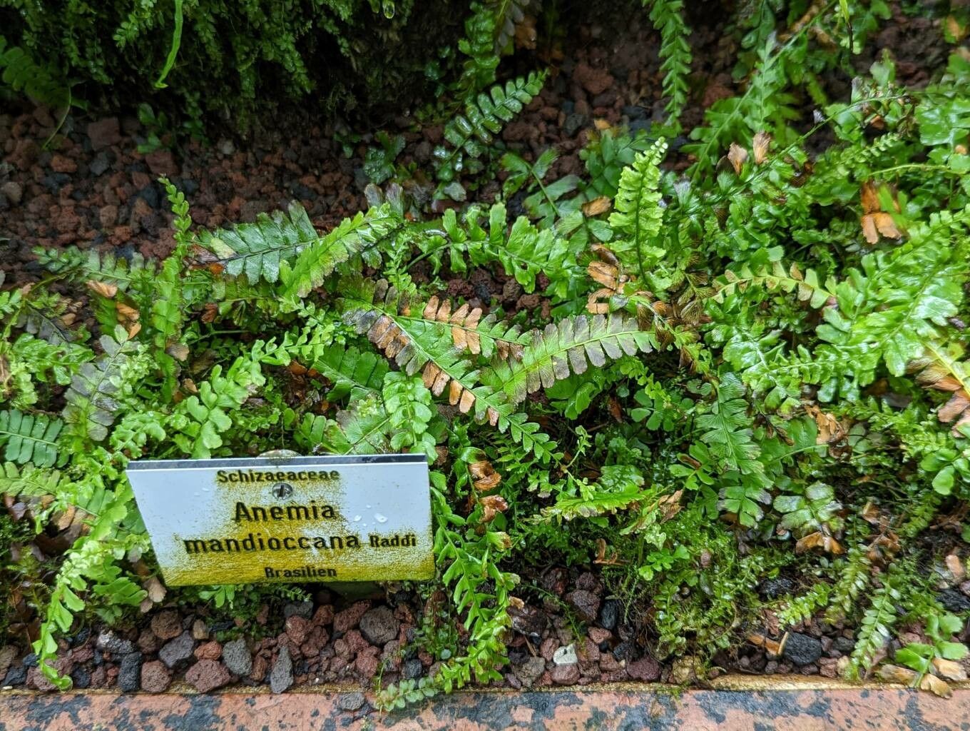 Anemia mandiocana habit