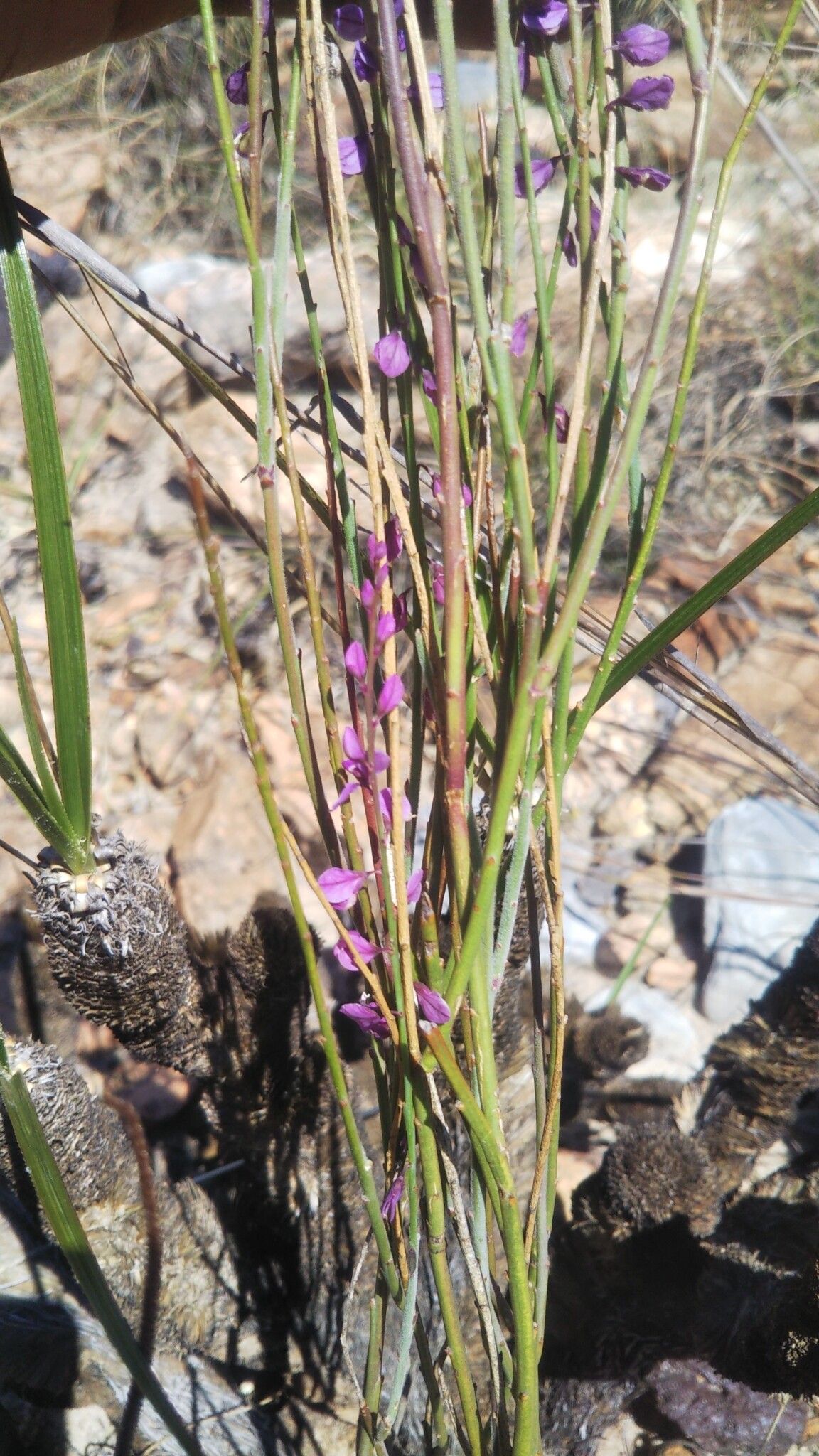 Polygala retamoides — houseplant care guide