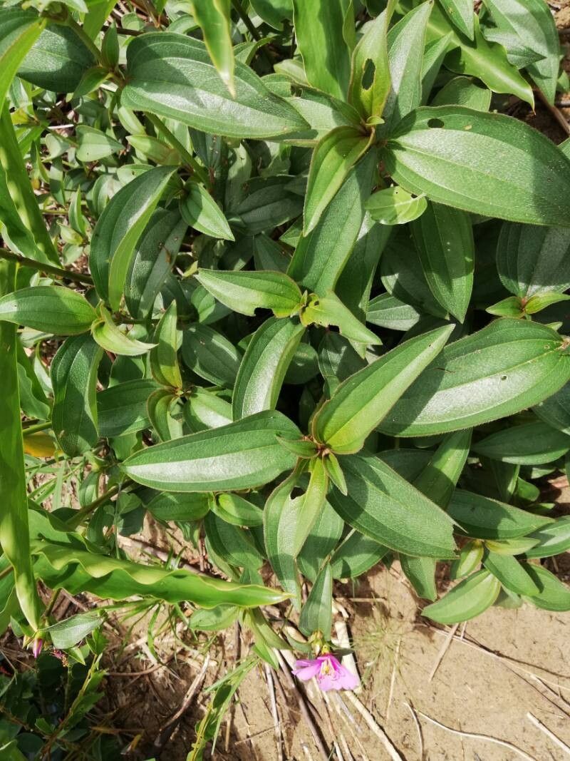 Melastomastrum segregatum — related species from the same genus