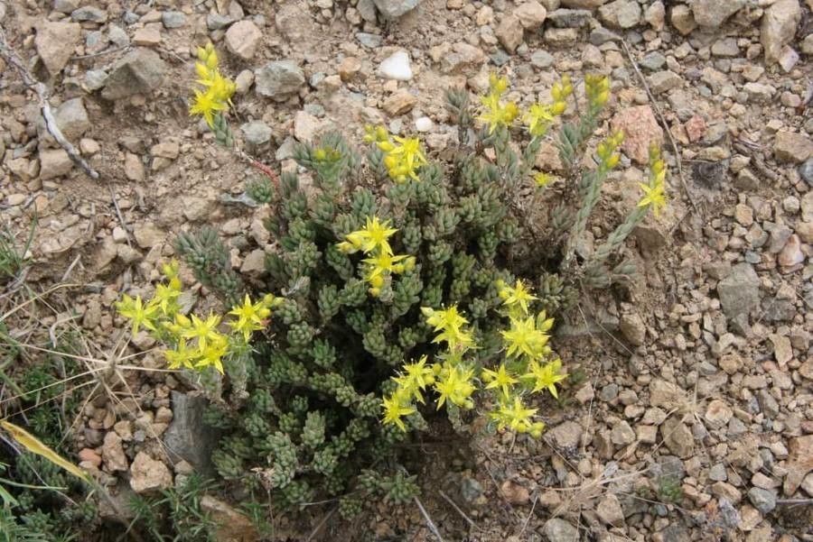 Sedum urvillei habit
