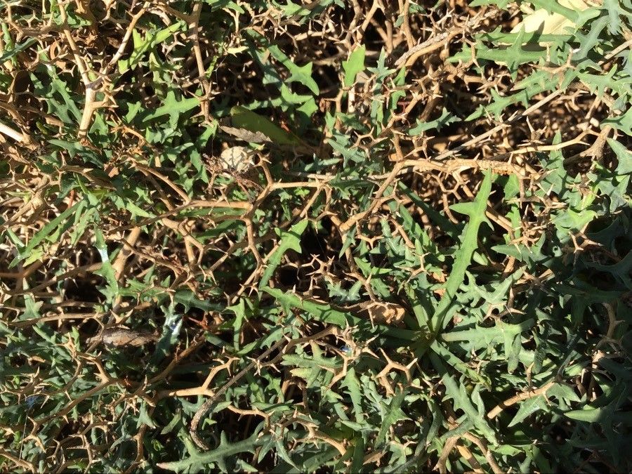 Launaea cervicornis — related species from the same genus