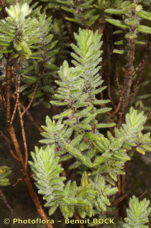 Micromeria pineolens other