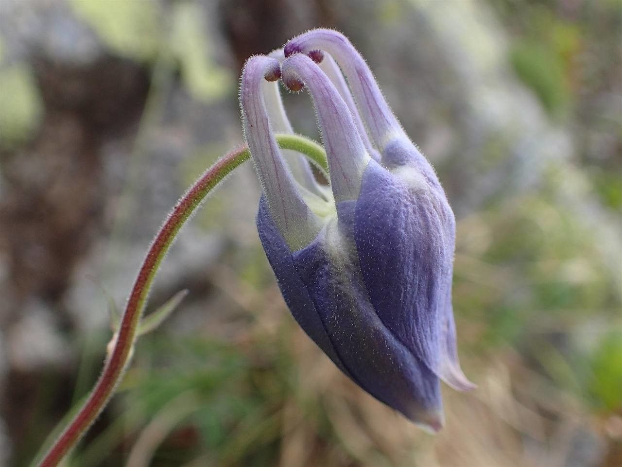 Aquilegia alpina fruit