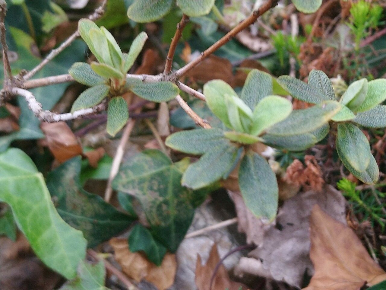 Rhododendron calostrotum — search result for 'Myanmar'