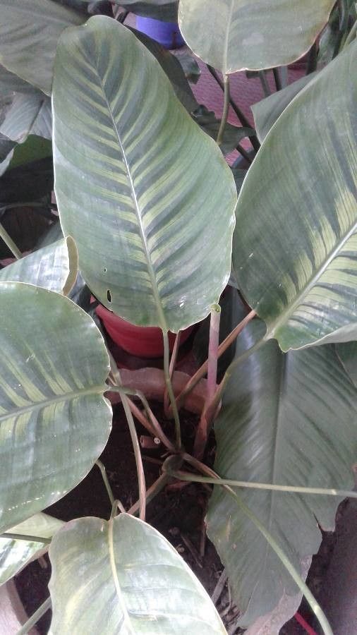 Calathea anulque