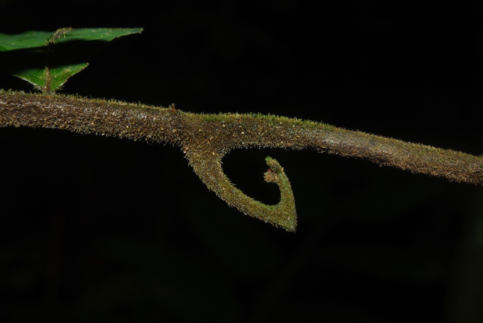 Artabotrys thomsonii bark