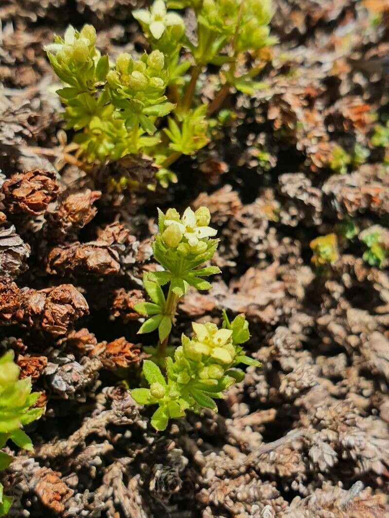 Galium pseudohelveticum leaf