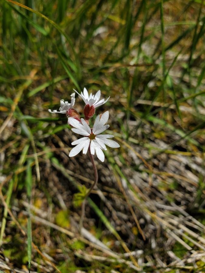 Lithophragma glabrum — houseplant care guide