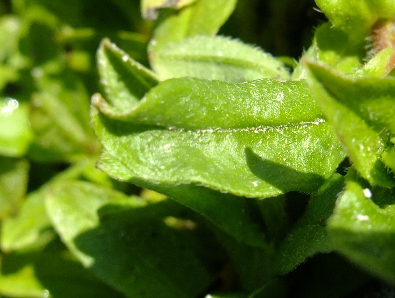 Myosotis rehsteineri — houseplant care guide