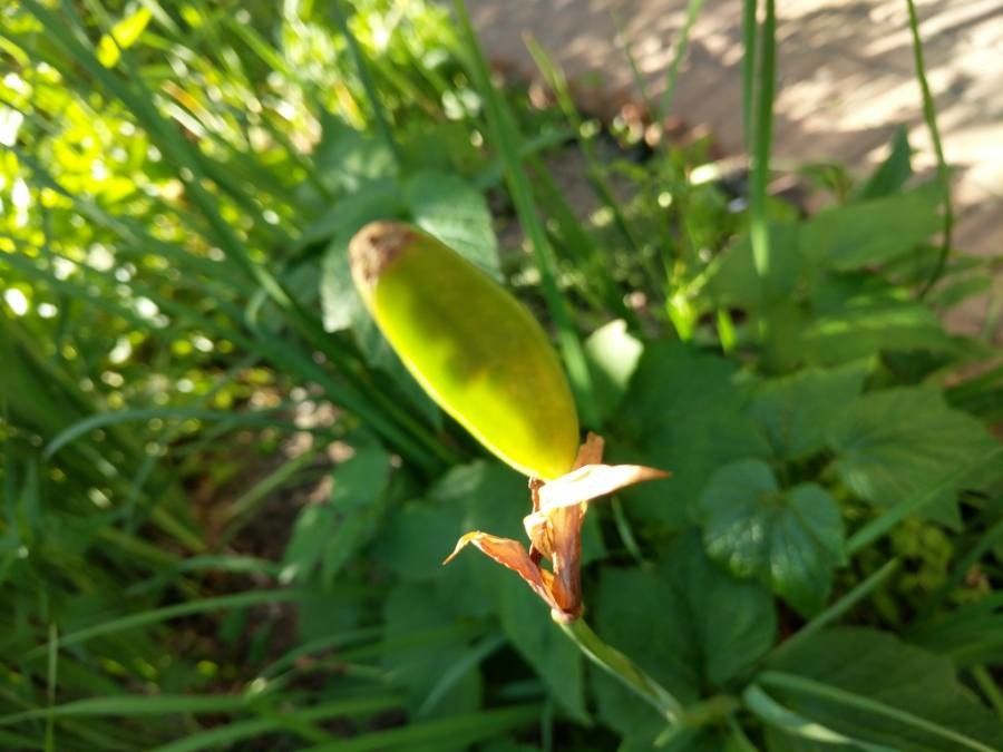 Tulipa clusiana fruit