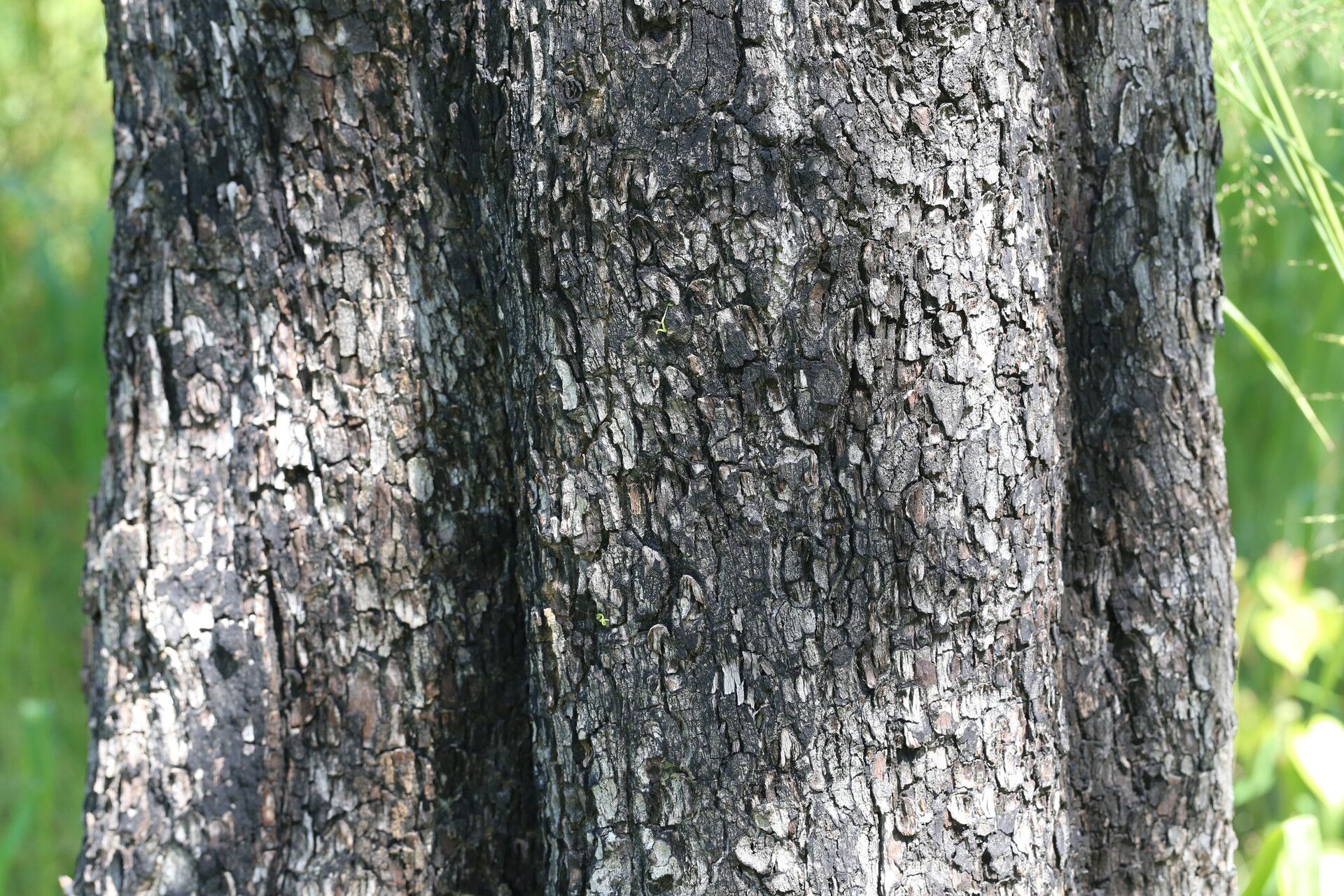 Diospyros kirkii bark