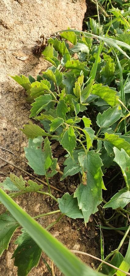 Cyphostemma adenocaule — related species from the same genus