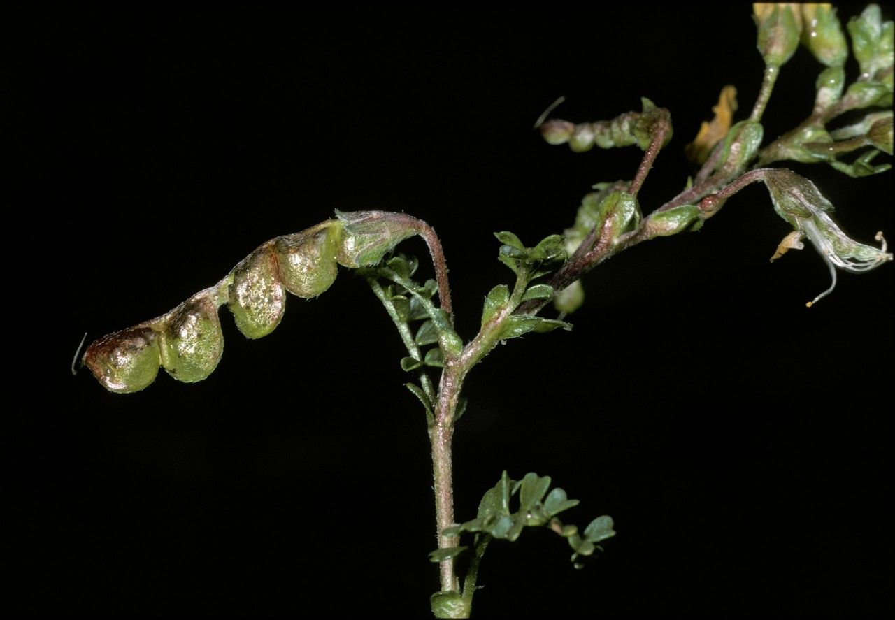 Adesmia retusa fruit