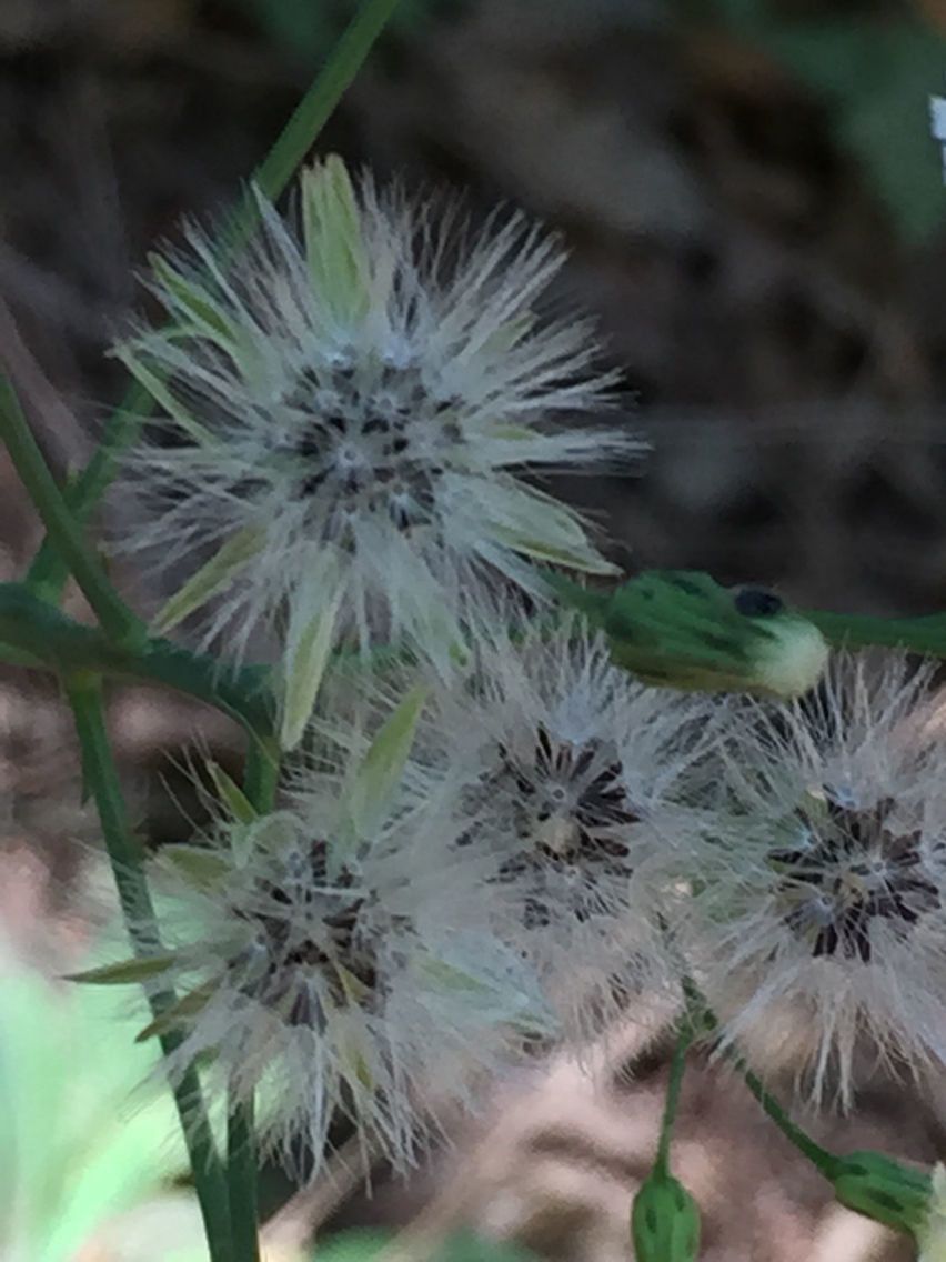 Hieracium albiflorum fruit