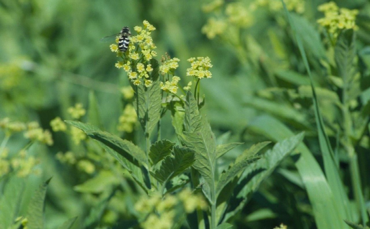 Osmorhiza occidentalis flower