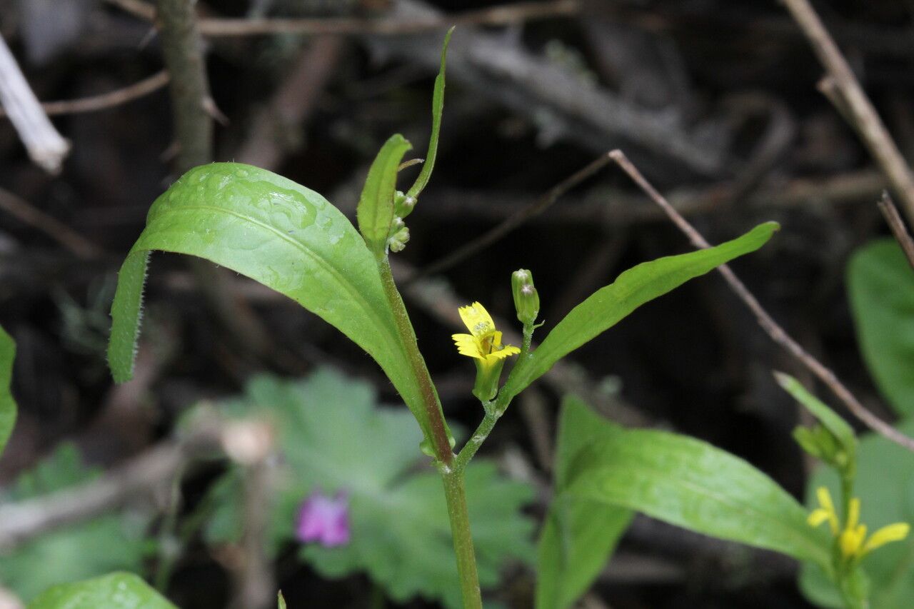 Rhagadiolus stellatus flower