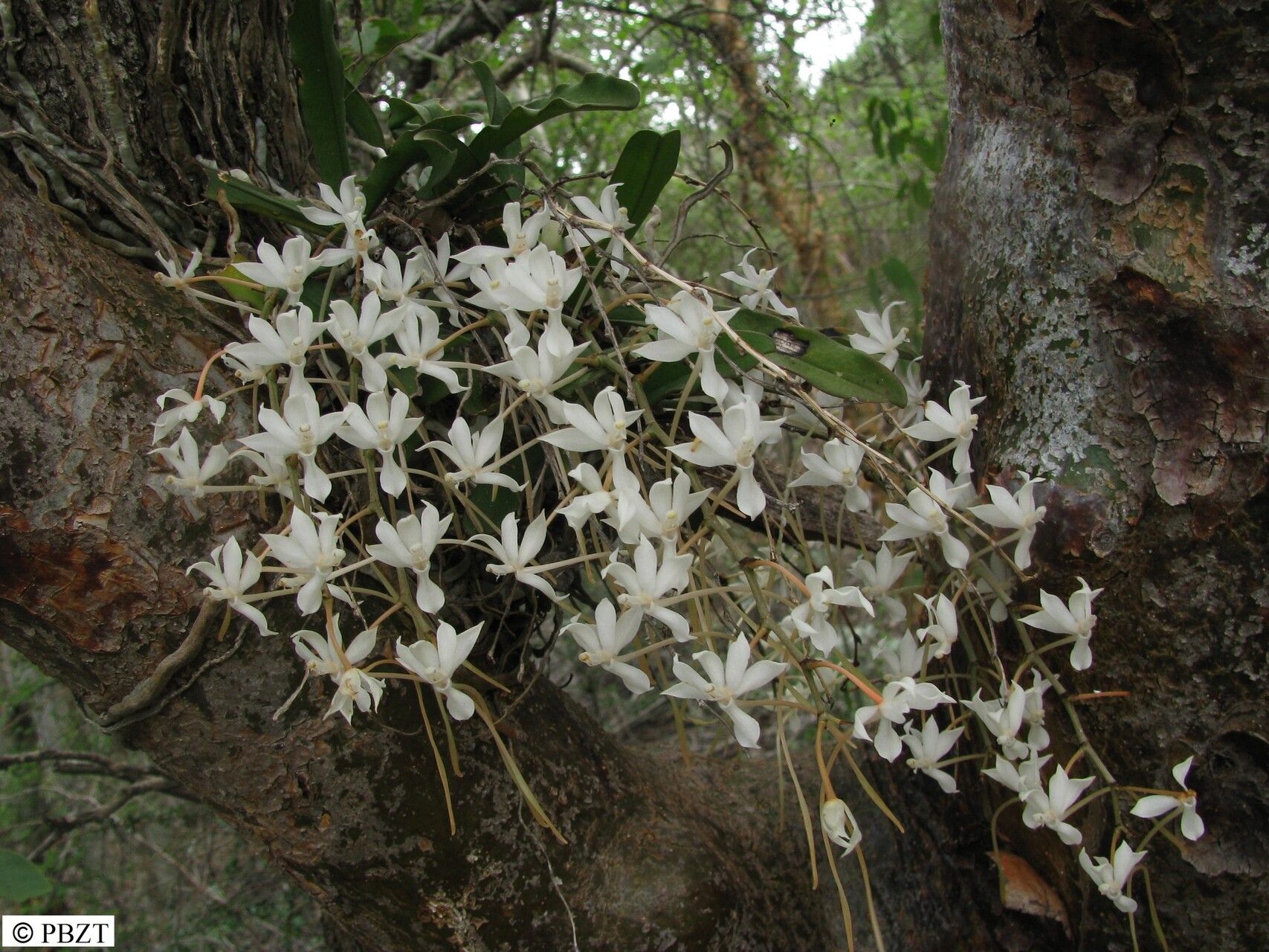 Aerangis decaryana — search result for 'Aerangis'