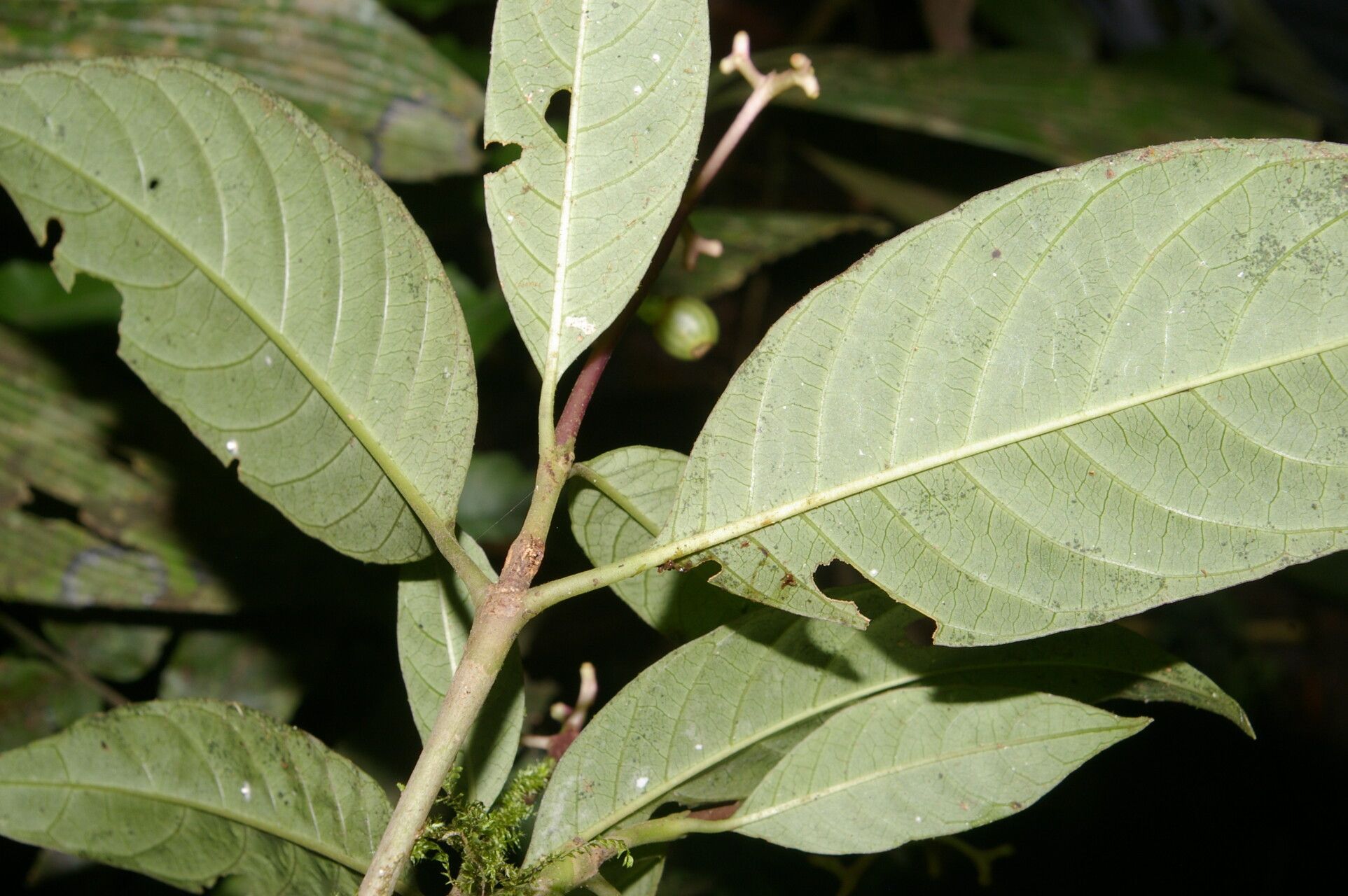 Palicourea alajuelensis fruit