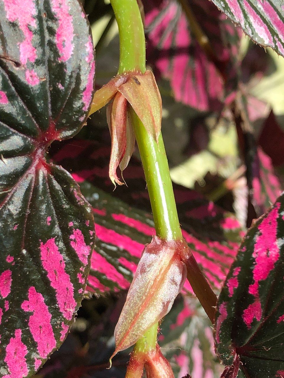 Begonia brevirimosa fruit