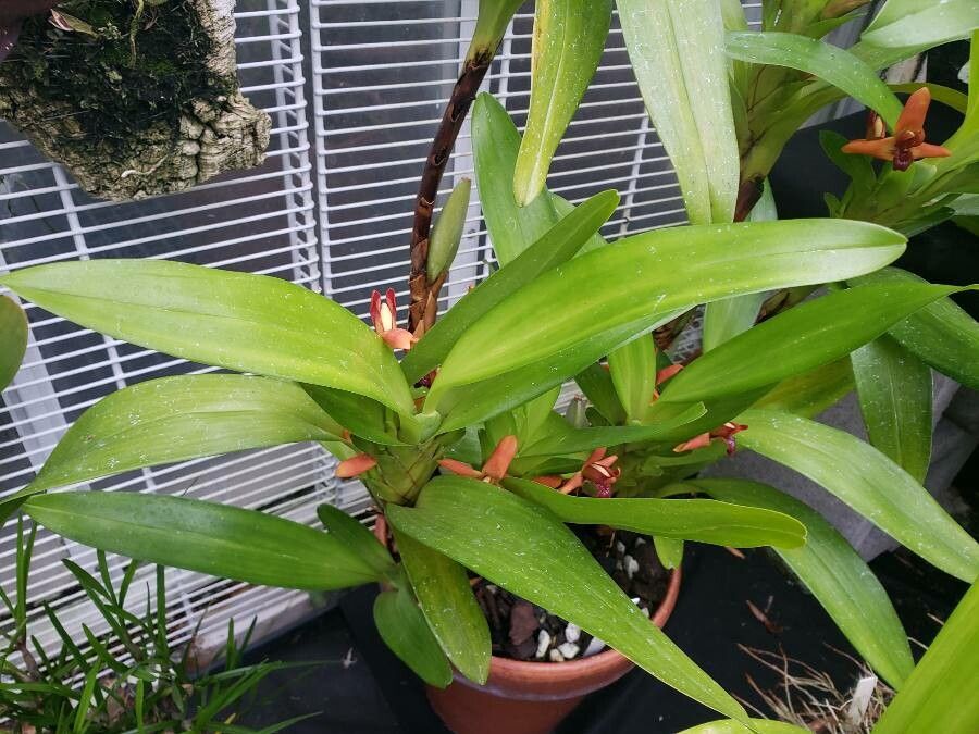 Maxillariella elatior — houseplant care guide