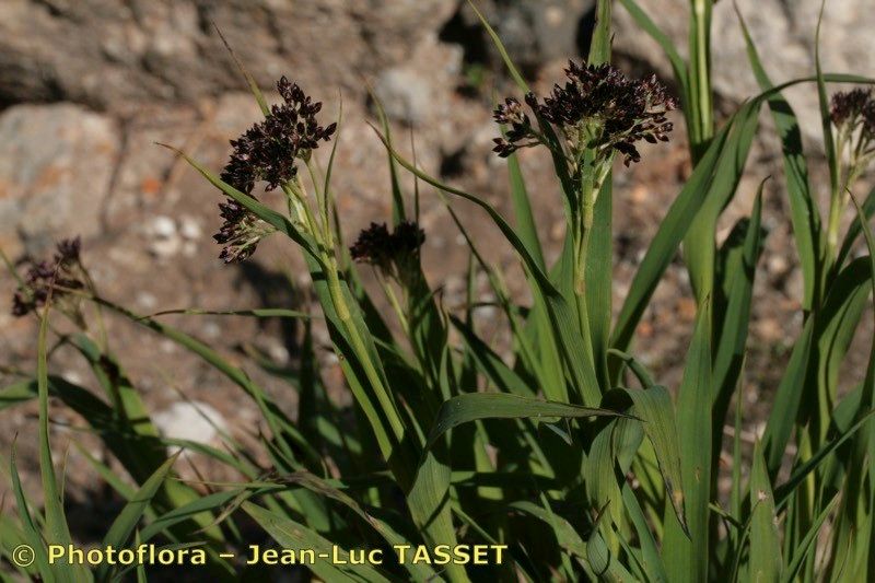 Luzula desvauxii habit