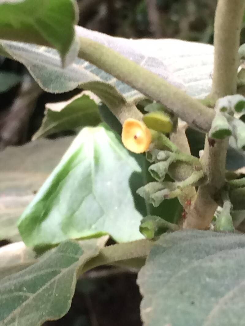 Siparuna gesnerioides flower