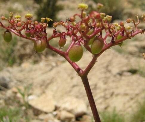 Cyphostemma seitzianum flower