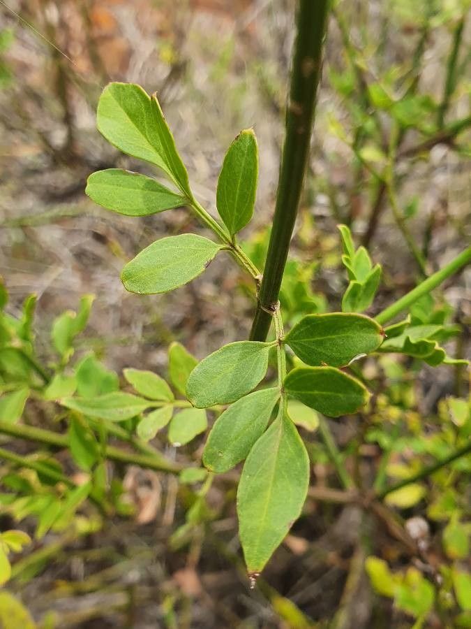 Jasminum grandiflorum leaf