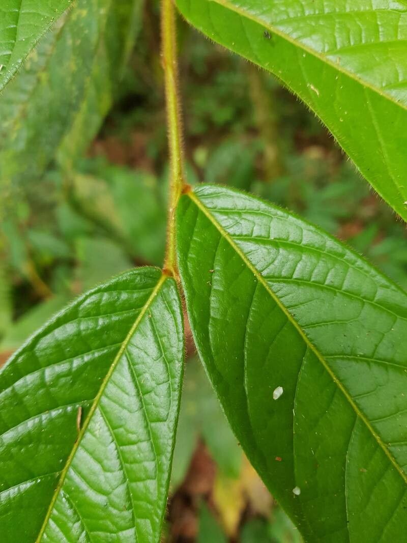 Hirtella lemsii leaf