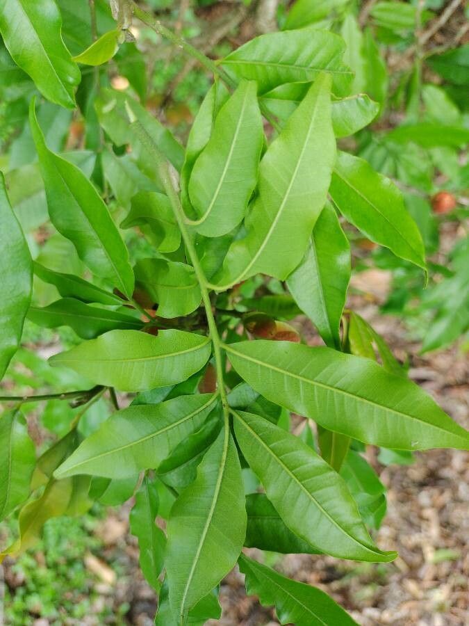 Trichilia catigua — related species from the same genus