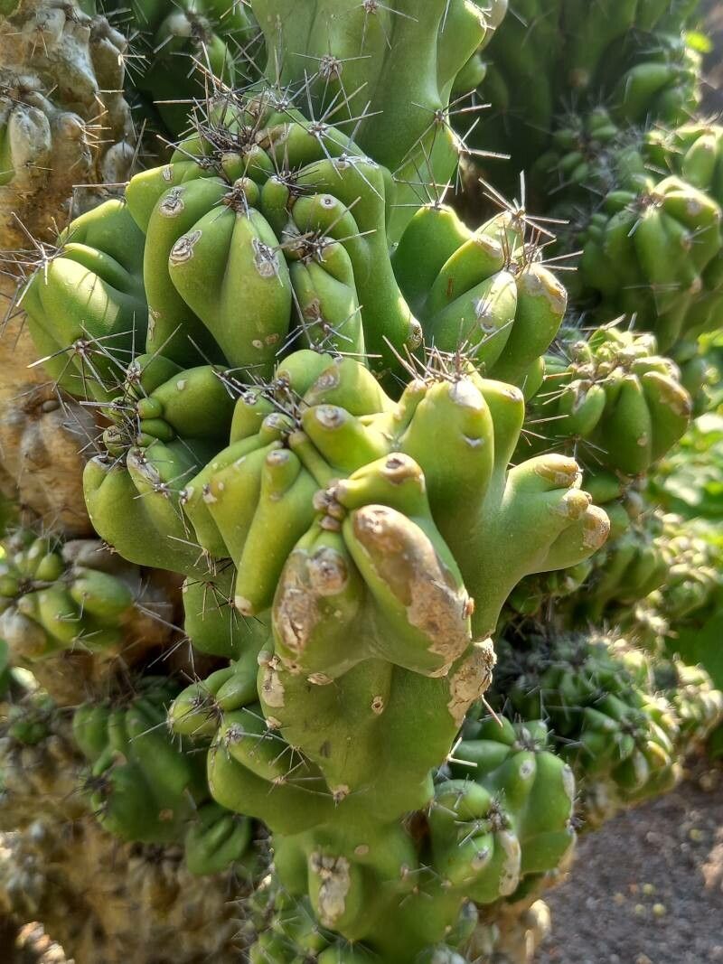 Cereus peruvianus — search result for 'Cereus'