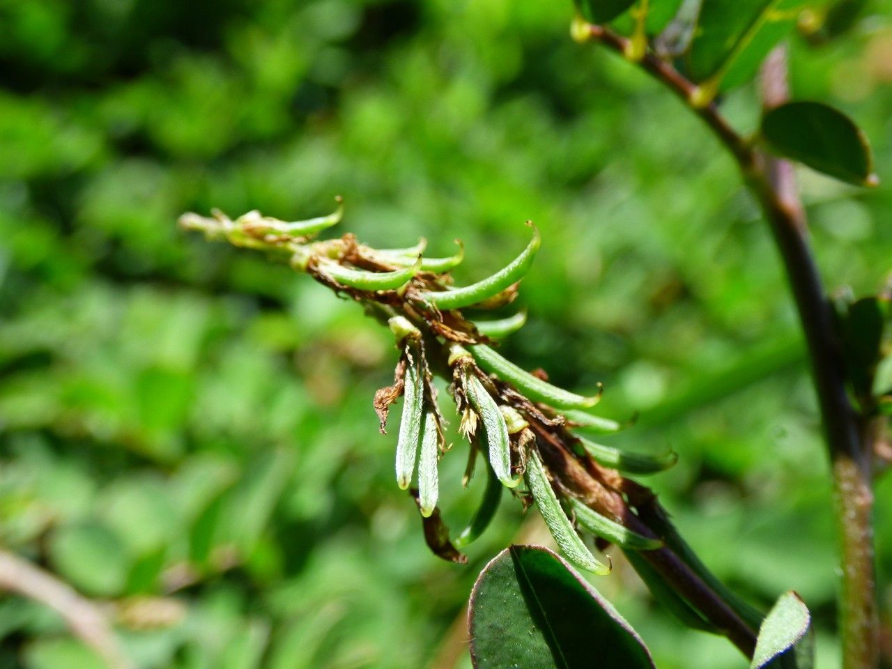 Indigofera hendecaphylla fruit