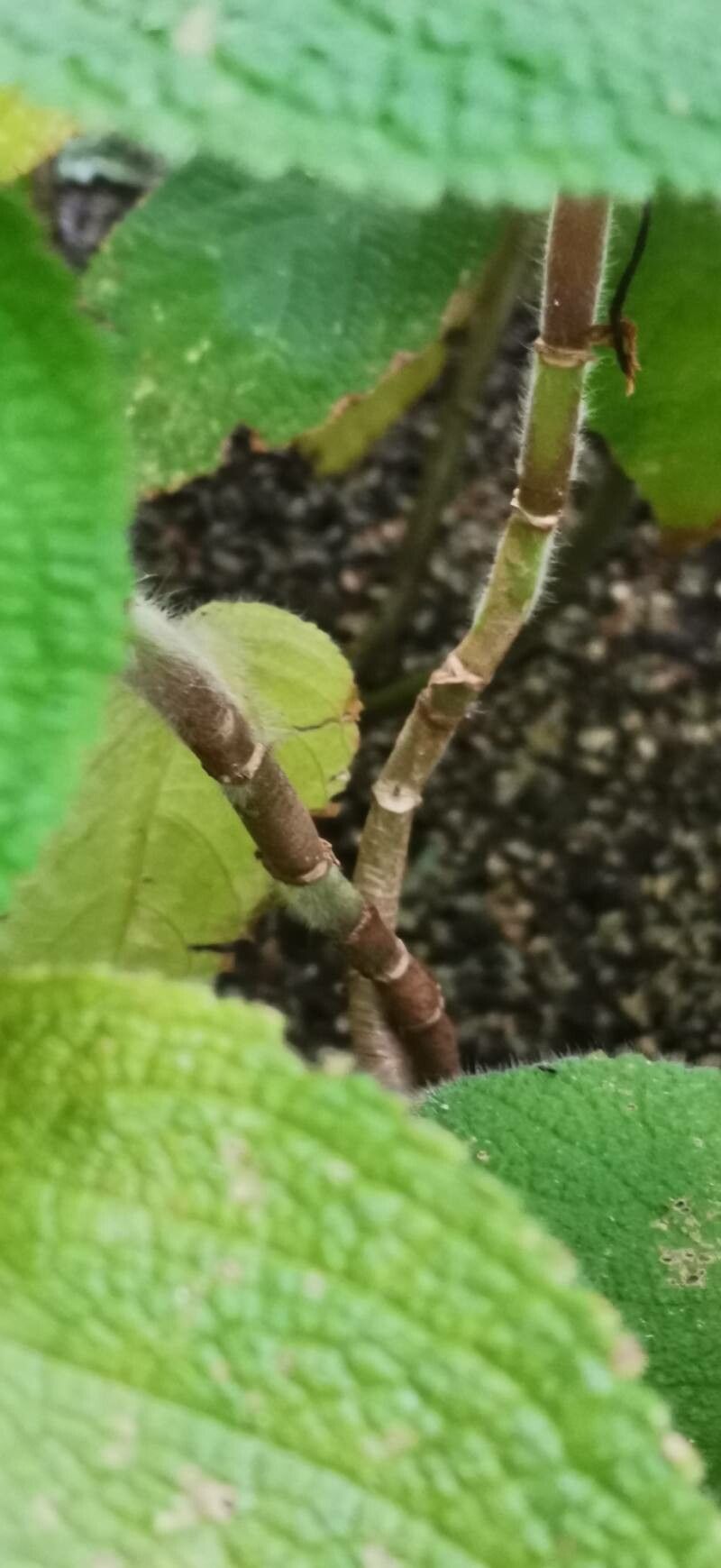 Chrysothemis panamensis bark