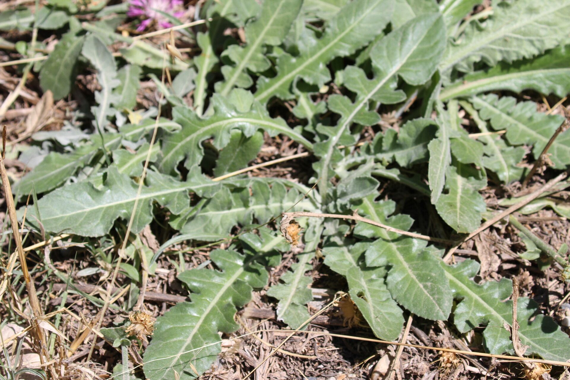 Centaurea diluta — search result for 'Centaurea'