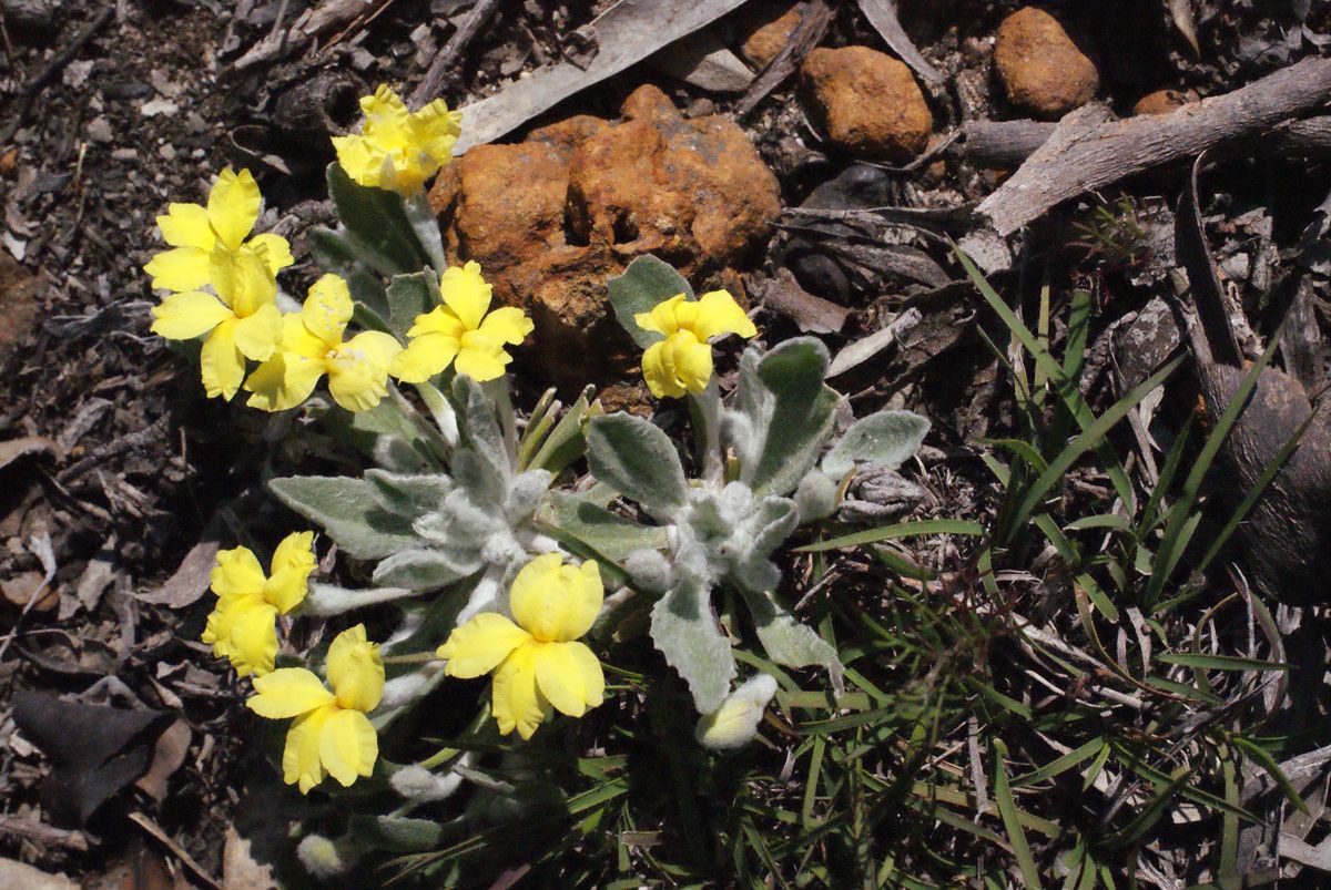 Goodenia affinis habit