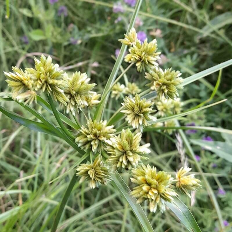 Cyperus virens flower