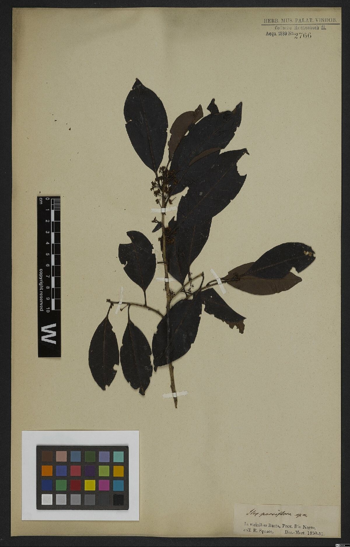 Ilex petiolaris leaf