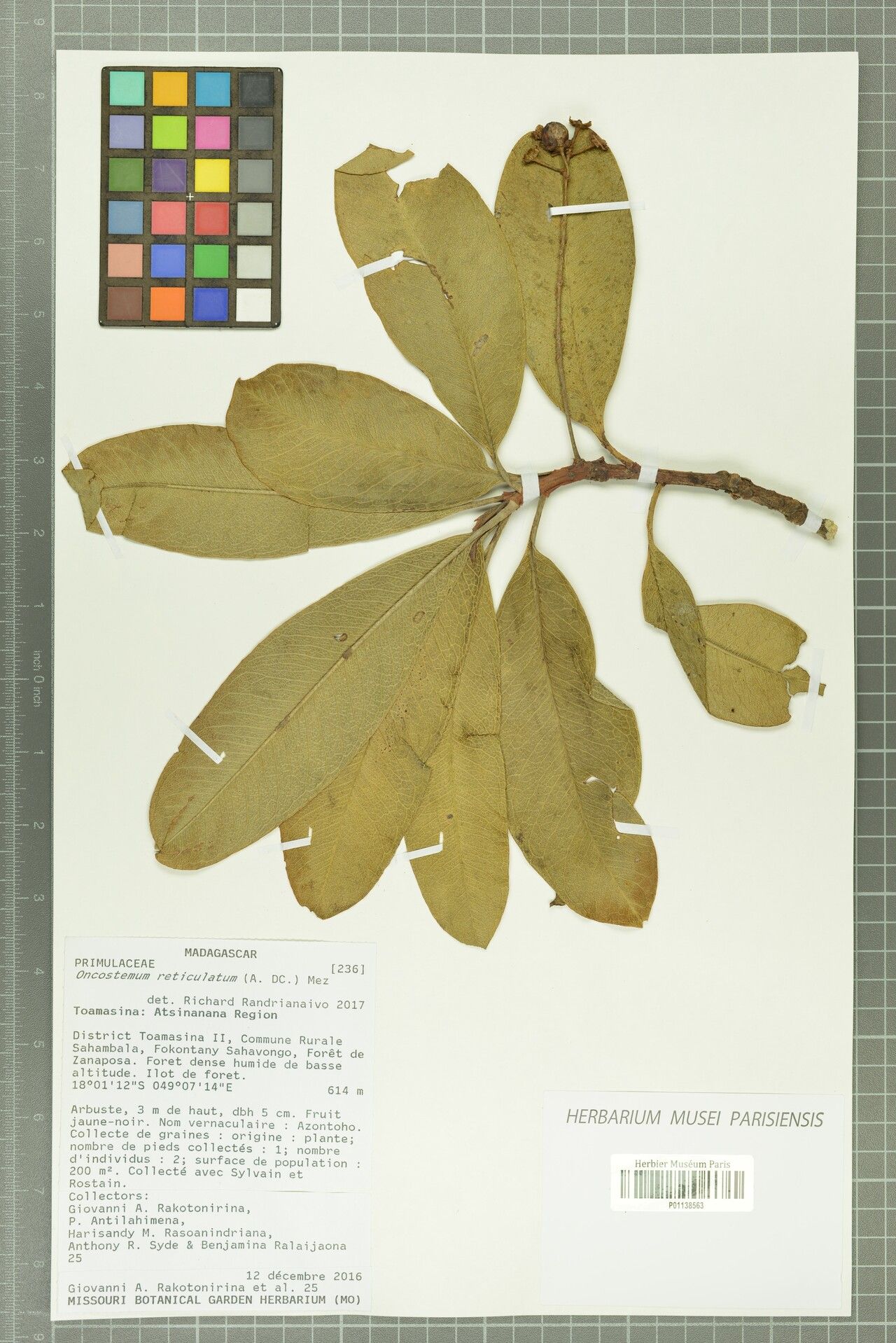 Badula reticulata — houseplant care guide