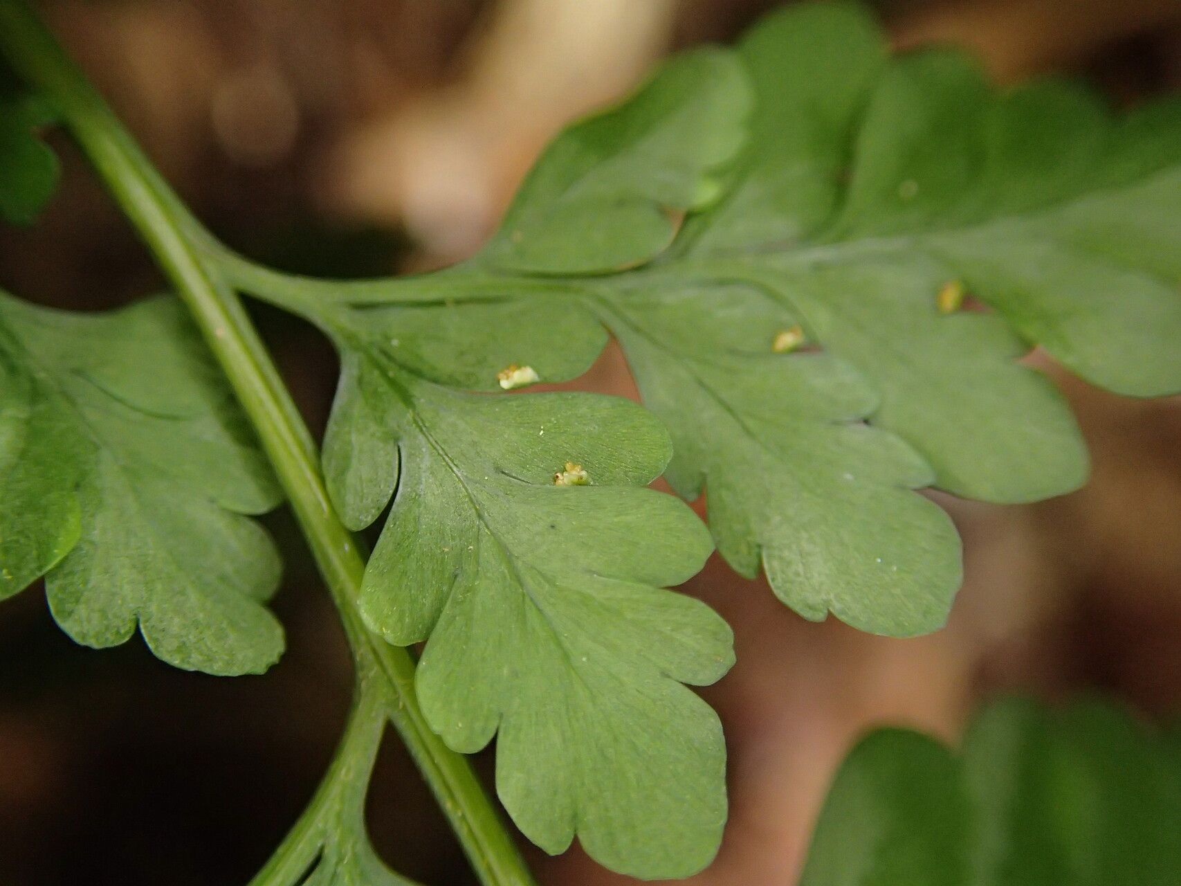 Pteris repens leaf