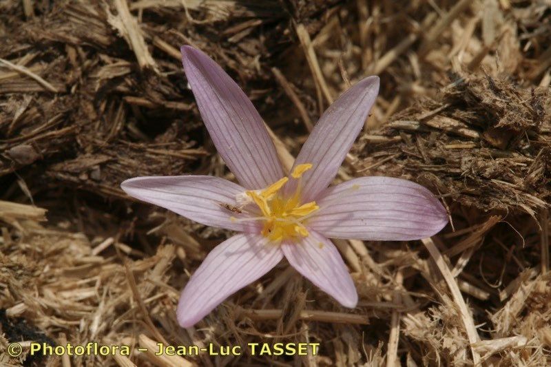 Colchicum nanum flower