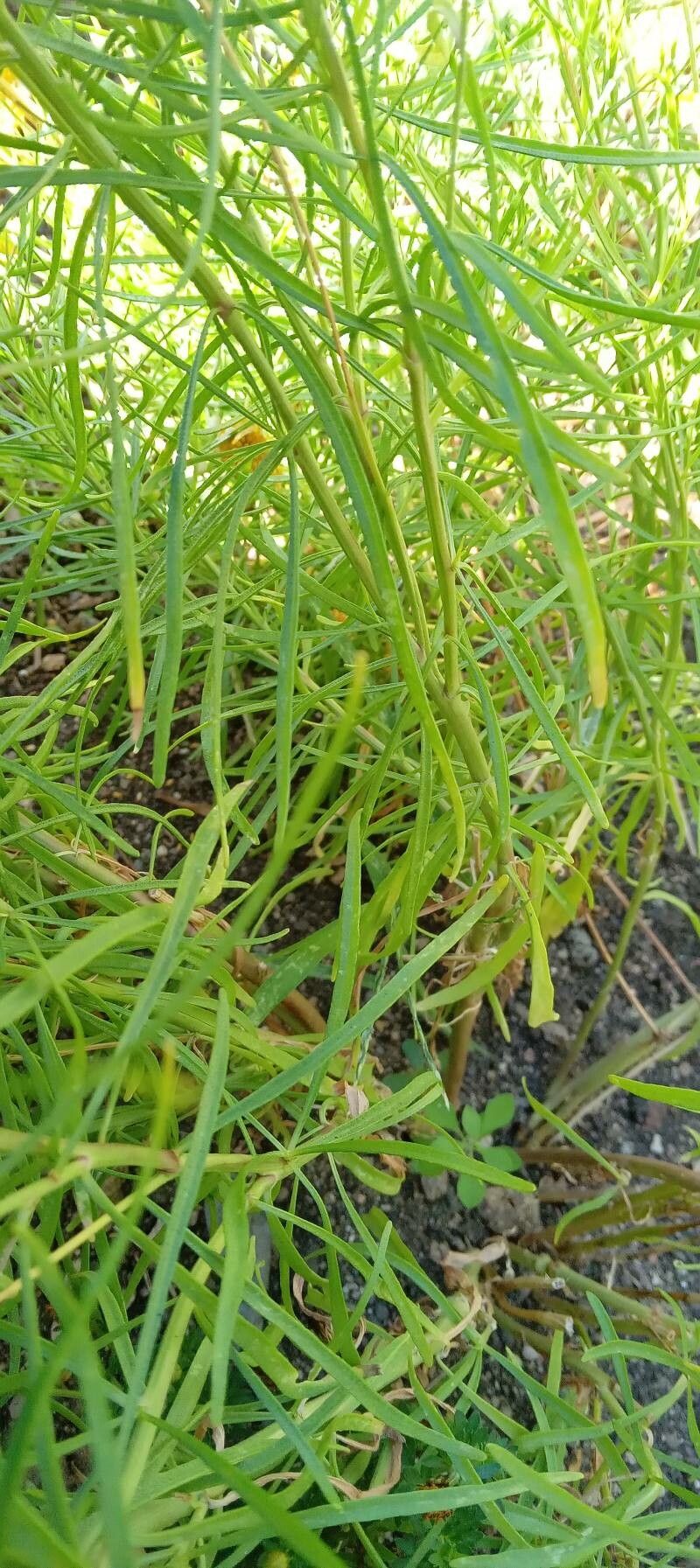 Thymophylla tenuiloba — search result for 'Southwestern United States'