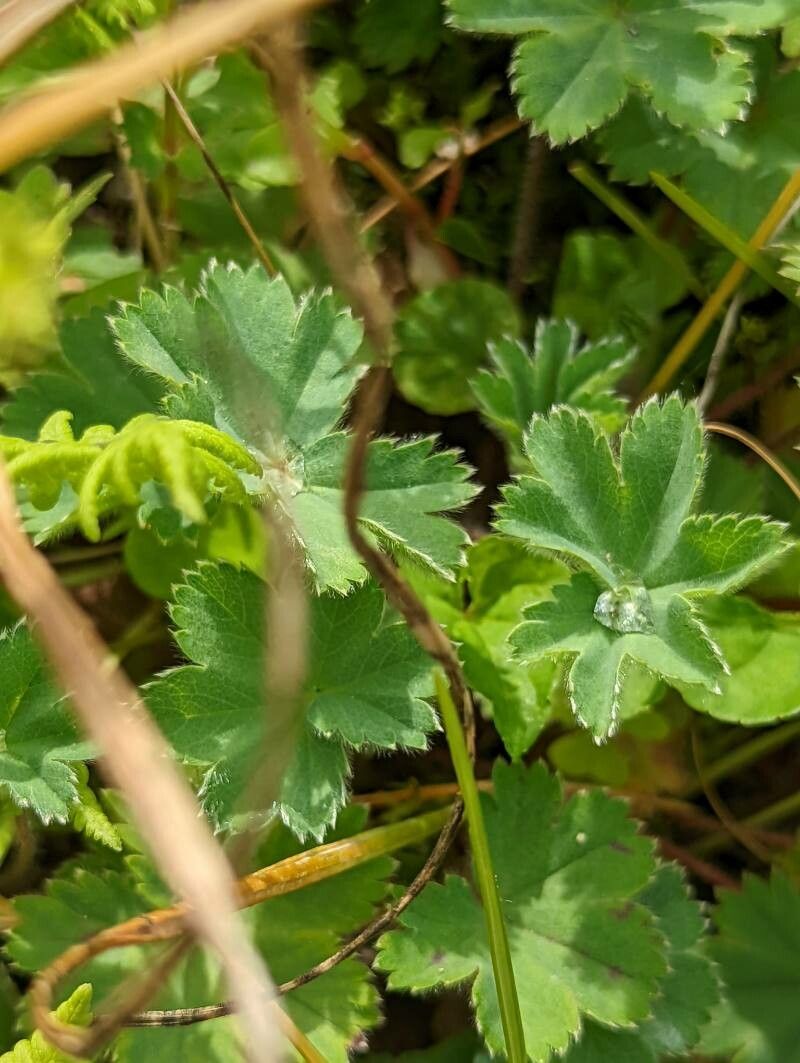 Alchemilla caucasica leaf