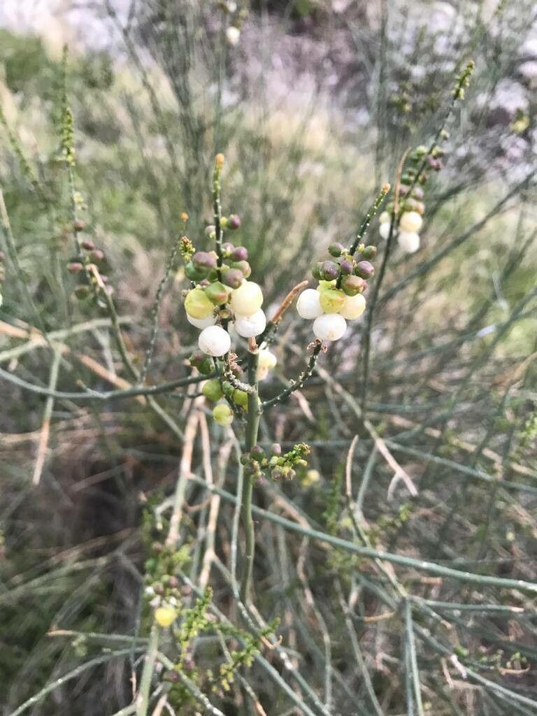 Ochradenus baccatus fruit